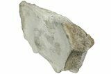Fossil Whale Cervical Vertebra - Yorktown Formation #224055-1